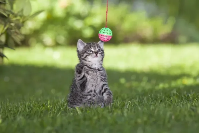 Framed Print : Cat - kitten playing with bell-ball in garden - Lower Saxony - Germany Framed Print : Cat - kitten playing with bell-ball in garden - Lower Saxony - Germany