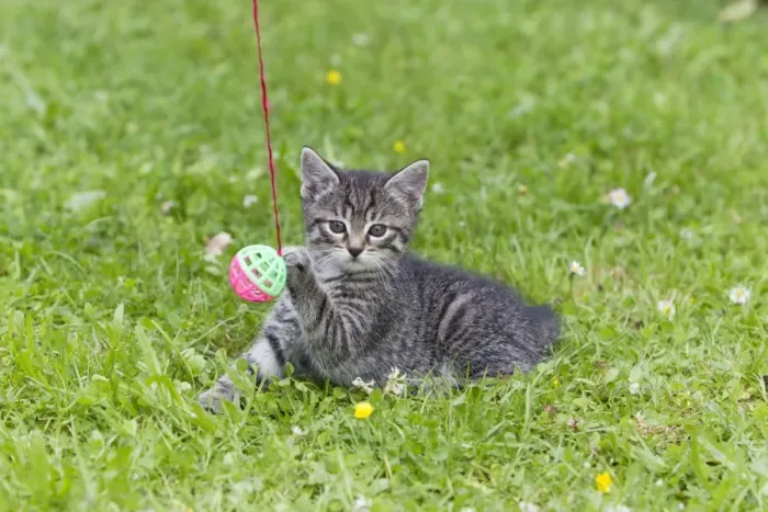 Framed Print : Cat - kitten playing with bell-ball on lawn - Lower Saxony - Germany Framed Print : Cat - kitten playing with bell-ball on lawn - Lower Saxony - Germany