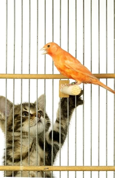 Cat - Kitten playing with Canary in cage