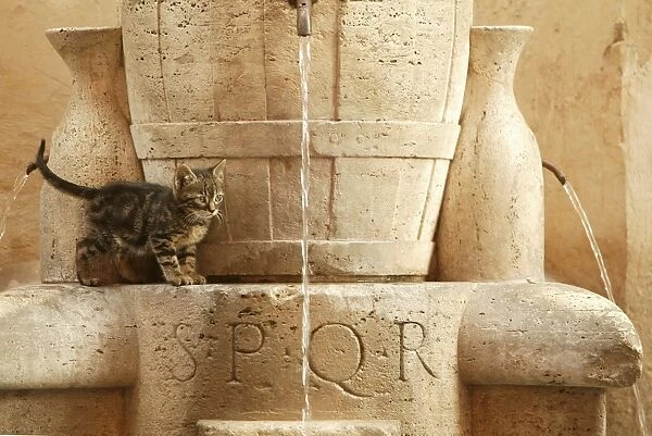 Cat - Kitten playing in drinking fountains