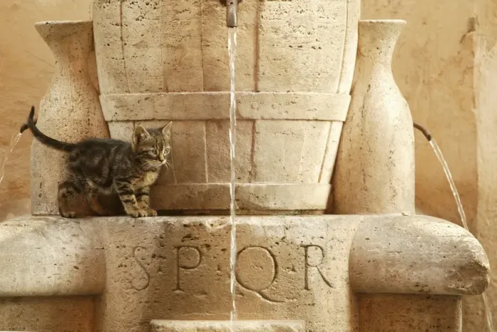 Framed Print : Cat Kitten playing in drinking fountains Rome, Italy Framed Print : Cat Kitten playing in drinking fountains Rome, Italy
