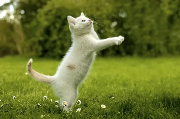 Framed Print : Cat Kitten playing on the grass Framed Print : Cat Kitten playing on the grass