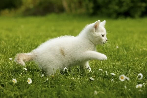 Cat Kitten playing in the grass