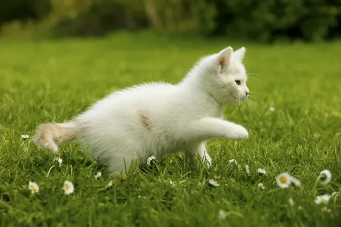 Framed Print : Cat Kitten playing in the grass Framed Print : Cat Kitten playing in the grass