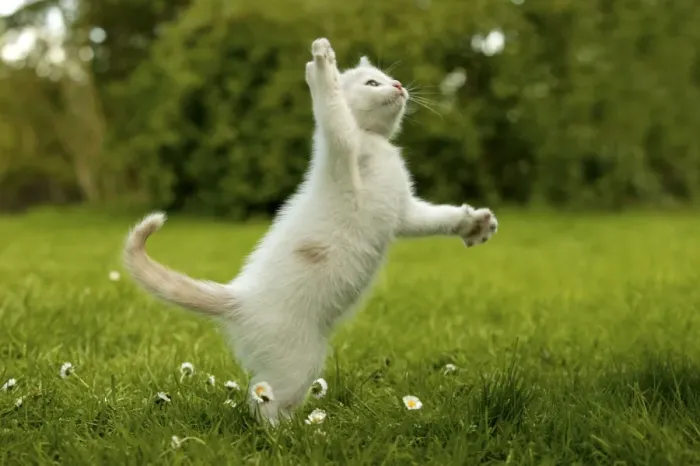 Framed Print : Cat Kitten playing in the grass Framed Print : Cat Kitten playing in the grass