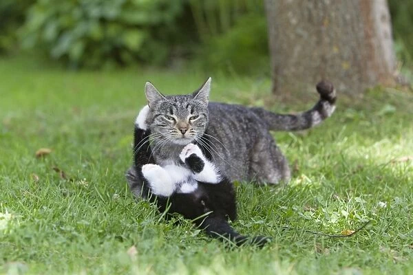 Cat - kitten playing with mother in garden - Lower Saxony - Germany