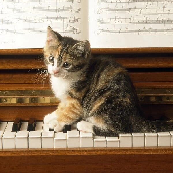 Cat - kitten playing on piano