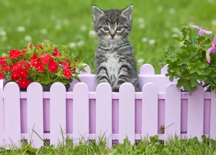 Framed Print : Cat - kitten playing in plant pot holder - on lawn - Lower Saxony - Germany Framed Print : Cat - kitten playing in plant pot holder - on lawn - Lower Saxony - Germany