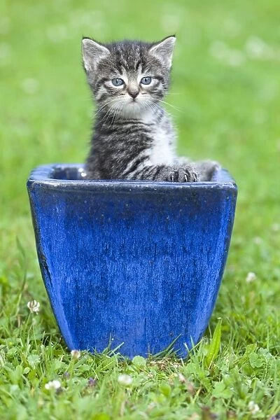 Cat - kitten playing in plant pot on lawn - Lower Saxony - Germany