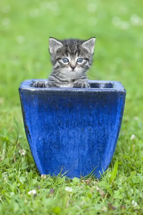 Framed Print : Cat - kitten playing in plant pot on lawn - Lower Saxony - Germany Framed Print : Cat - kitten playing in plant pot on lawn - Lower Saxony - Germany