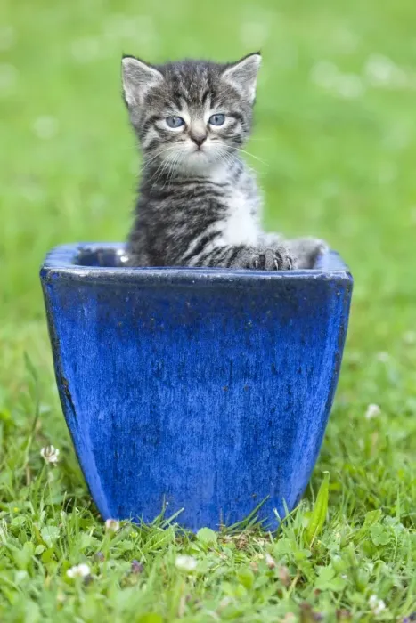 Framed Print : Cat - kitten playing in plant pot on lawn - Lower Saxony - Germany Framed Print : Cat - kitten playing in plant pot on lawn - Lower Saxony - Germany