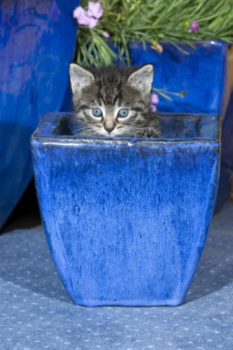 Framed Print : Cat - kitten playing in plant pot - Lower Saxony - Germany Framed Print : Cat - kitten playing in plant pot - Lower Saxony - Germany