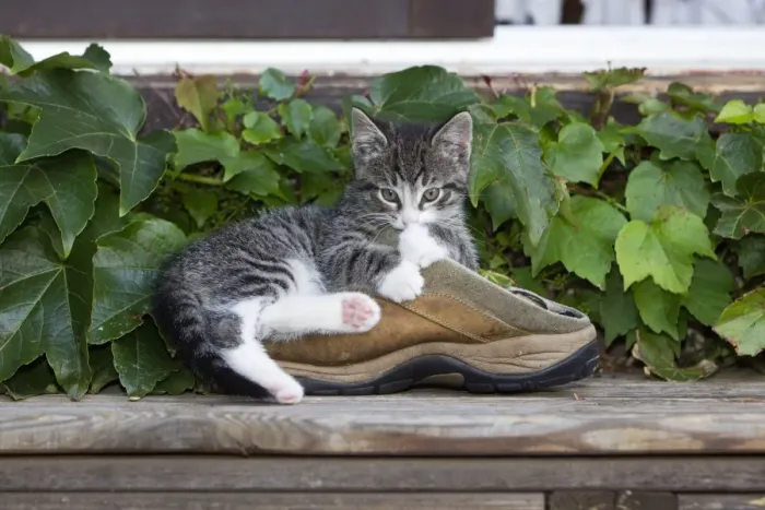 Framed Print : Cat - kitten playing with shoe in garden - Lower Saxony - Germany Framed Print : Cat - kitten playing with shoe in garden - Lower Saxony - Germany