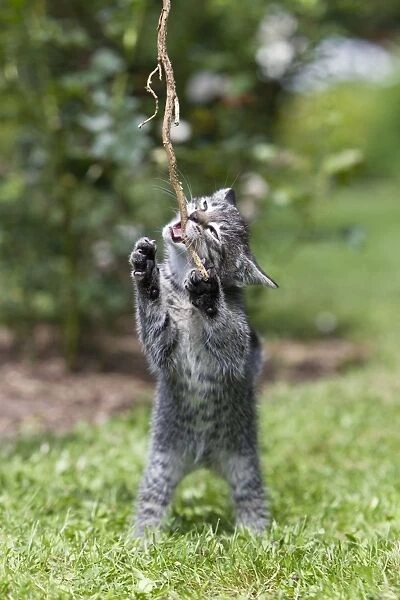 Cat - kitten playing with stick in garden - Lower Saxony - Germany