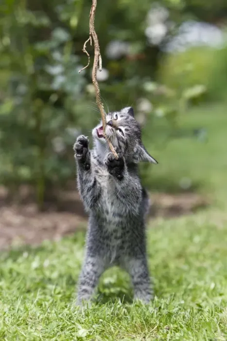 Framed Print : Cat - kitten playing with stick in garden - Lower Saxony - Germany Framed Print : Cat - kitten playing with stick in garden - Lower Saxony - Germany