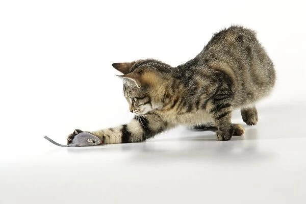 Cat - kitten playing with toy mouse