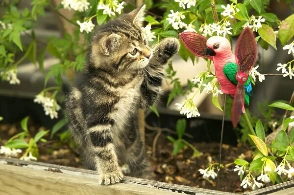 Cat Kitten playing with toy parrot