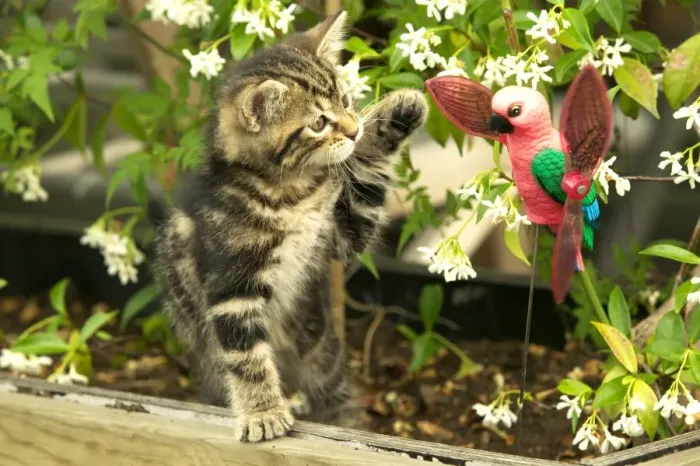 Framed Print : Cat Kitten playing with toy parrot Framed Print : Cat Kitten playing with toy parrot