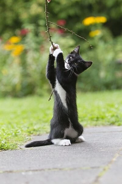 Cat - kitten playing with twig in garden - Lower Saxony - Germany