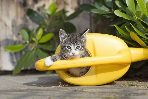 Cat - kitten playing in watering can - Lower Saxony - Germany