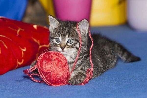 Cat - kitten playing with wool ball - Lower Saxony - Germany