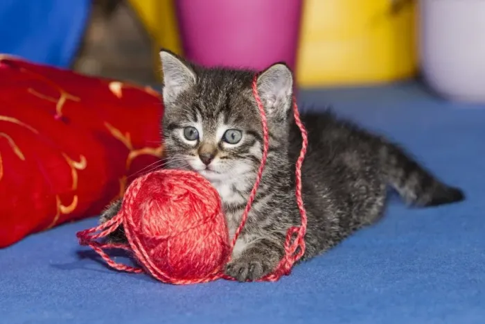 Framed Print : Cat - kitten playing with wool ball - Lower Saxony - Germany Framed Print : Cat - kitten playing with wool ball - Lower Saxony - Germany