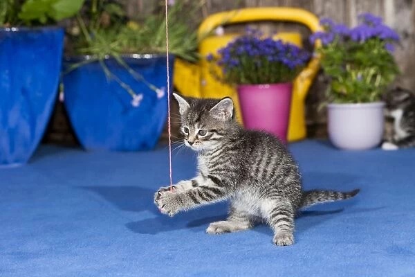 Cat - kitten playing with wool ball outdoors - Lower Saxony - Germany
