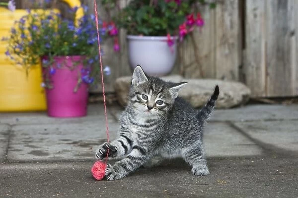 Cat - kitten playing with wool ball - outdoors - Lower Saxony - Germany
