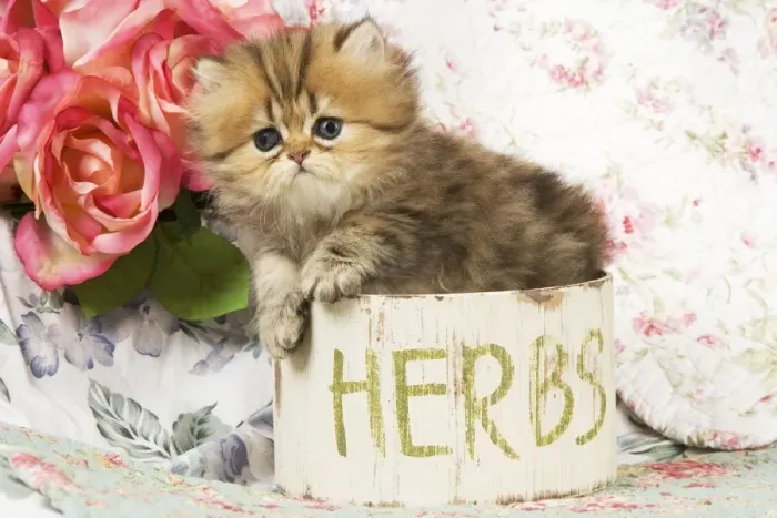 Framed Print : Cat -kitten in pot Framed Print : Cat -kitten in pot