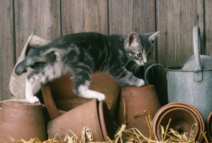 Framed Print : Cat Kitten in a potting shed Framed Print : Cat Kitten in a potting shed