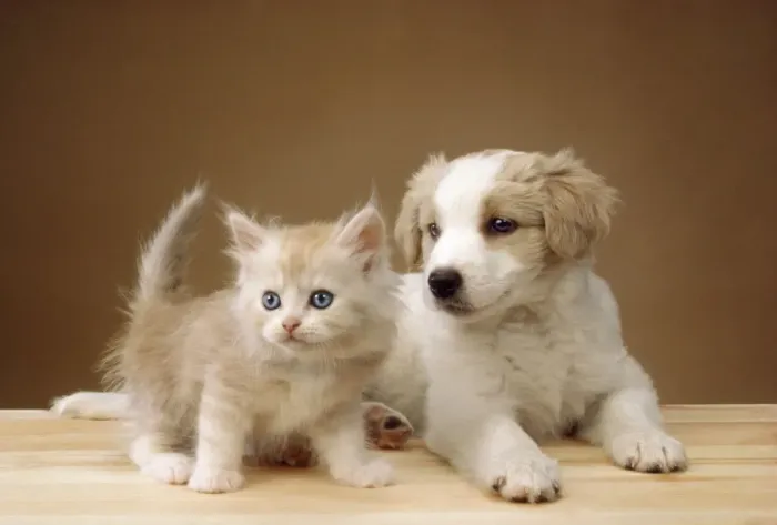 Framed Print : Cat - kitten with puppy Framed Print : Cat - kitten with puppy