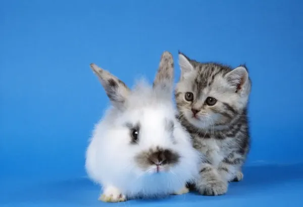 Bunnies And Kittens Backgrounds Kitten And Rabbit Together Hi Res