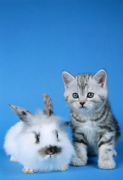 Cat - Kitten with Rabbit