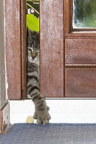 Cat - kitten reaching through gap in door with its paw searching for food - Lower Saxony - Germany