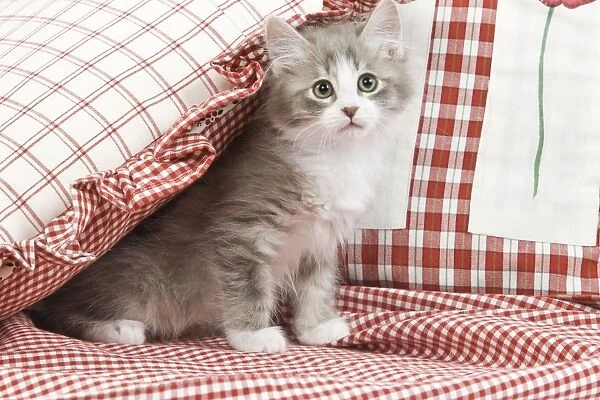 Cat - kitten with red cushions & material
