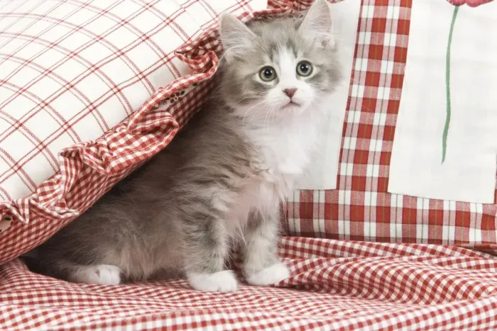 Framed Print : Cat - kitten with red cushions & material Framed Print : Cat - kitten with red cushions & material