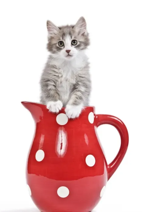 Framed Print : Cat - kitten in red jug Framed Print : Cat - kitten in red jug