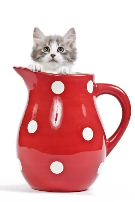 Framed Print : Cat - kitten in red jug Framed Print : Cat - kitten in red jug