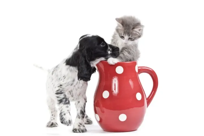 Framed Print : Cat - kitten in red jug with English Cocker Spaniel in studio Framed Print : Cat - kitten in red jug with English Cocker Spaniel in studio