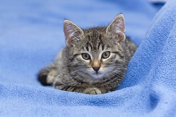 Cat - kitten resting on blanket - Lower Saxony - Germany