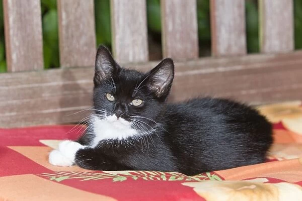 Cat - kitten resting on garden bench - Lower Saxony - Germany