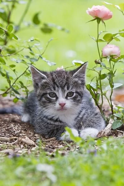 Cat - kitten resting in garden - Lower Saxony - Germany