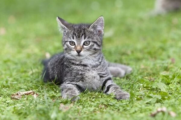 Cat - kitten resting on lawn - Lower Saxony - Germany
