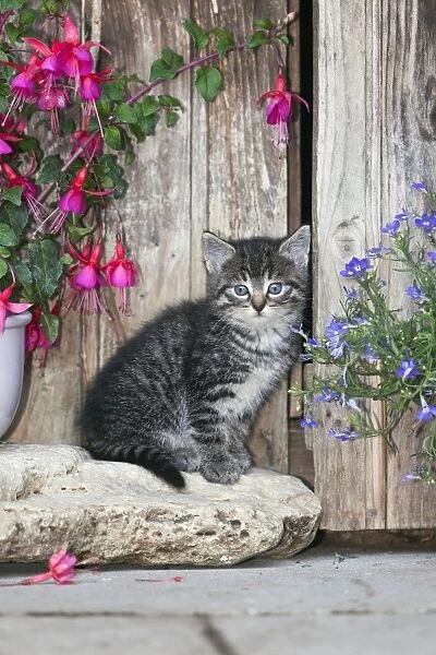 Cat - kitten resting between plant pots - outdoors - Lower Saxony - Germany