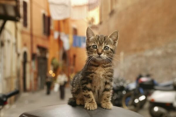 Cat Kitten Rome, Italy