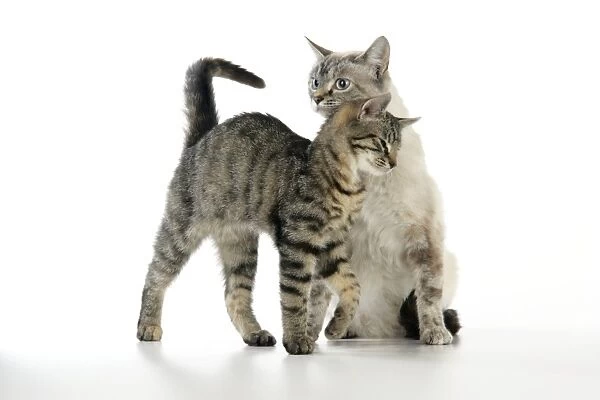 Cat - kitten rubbing against adult cat