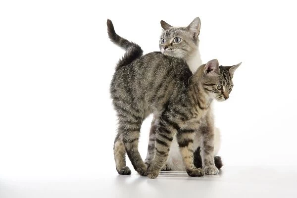 Cat - kitten rubbing against adult cat