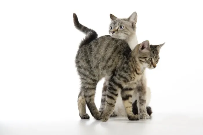 Framed Print : Cat - kitten rubbing against adult cat Framed Print : Cat - kitten rubbing against adult cat