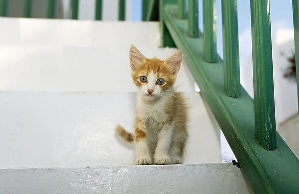 Cat - kitten - Santorini Island - Greece