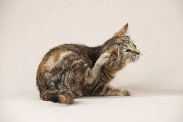 CAT - Kitten scratching itself